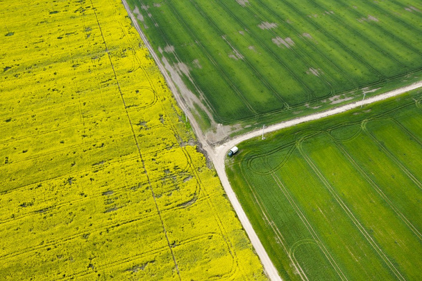 影響を受ける菜種 (ナタネ) フィールドと緑の作物の航空写真 - 写真・画像