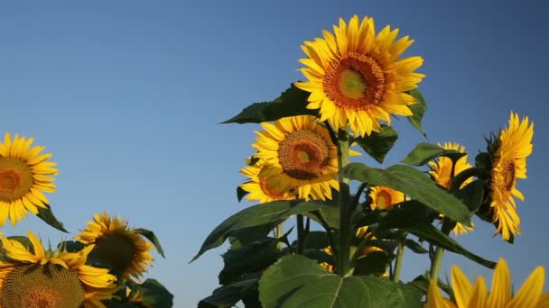 Field of Beautiful Sunflowers - Footage, Video