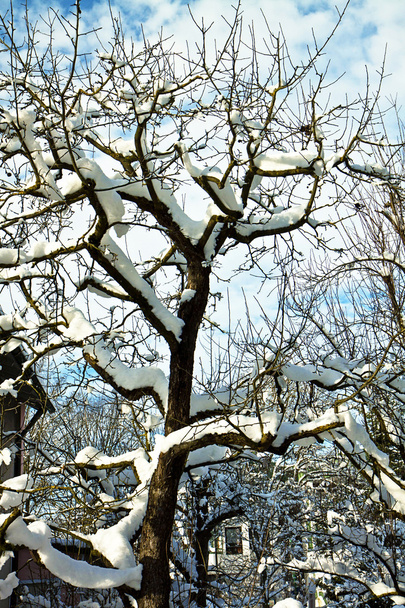 Χειμώνα, δέντρο με γυμνό κλαδιά καλύπτονται από χιόνι - Φωτογραφία, εικόνα