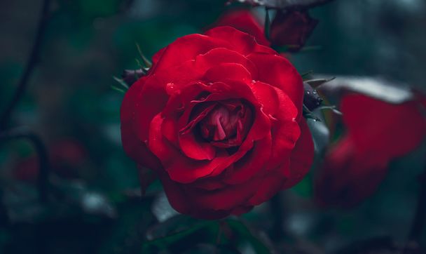 rosa rossa dopo la pioggia - Foto, immagini