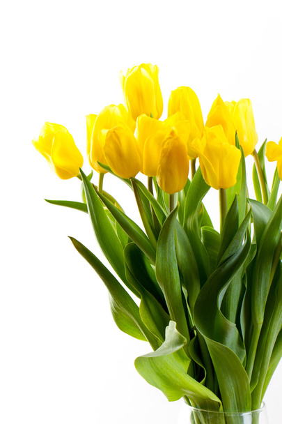 bouquet of tulips on a white background - Foto, Bild
