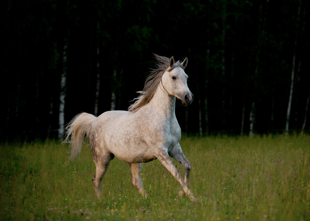 cavallo arabo nella foresta
 - Foto, immagini