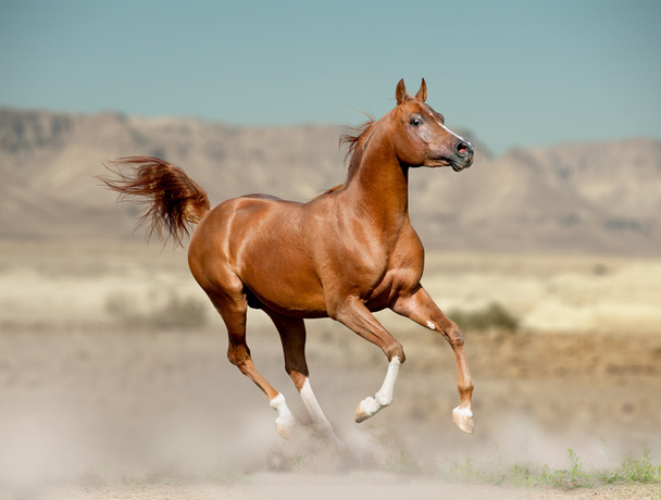 arab stallion - Photo, Image