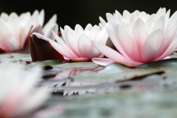 lotos blancos - Foto, imagen
