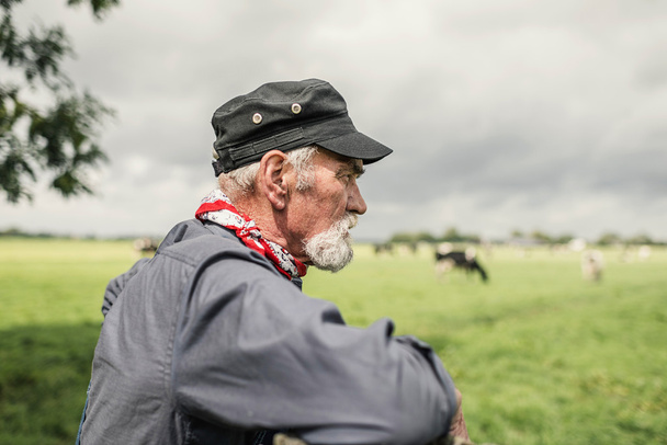 Elderly farmer checking his cows - 写真・画像
