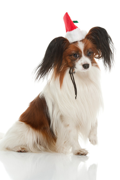 Christmas dog - Fotoğraf, Görsel