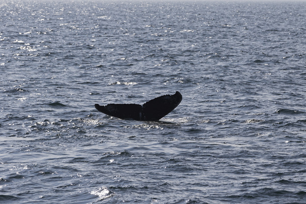 Balena sulla costa dell'oceano
 - Foto, immagini