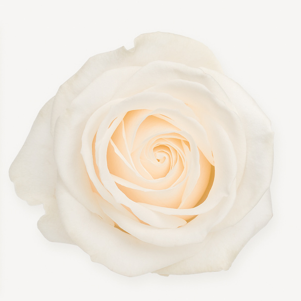 Rosa blanca
 - Foto, imagen