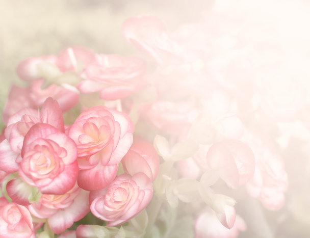 Bégonia rose fond de fleur
 - Photo, image