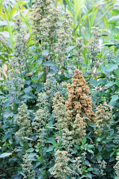 Kvinoa superruoka siemenet kasvaa tilalla
 - Valokuva, kuva
