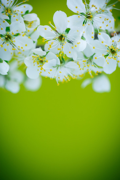 güzel çiçek açan meyve ağacı dalı - Fotoğraf, Görsel