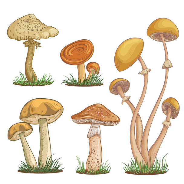 Set with a variety of vintage colorful realistic mushrooms. Retro hand drawn vector illustration - Vector, Image