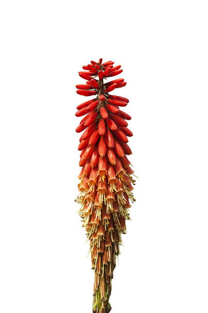 Kniphofia λουλούδι ή Tritoma ή κόκκινο καυτό πόκερ - Φωτογραφία, εικόνα