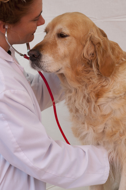 Perro con su veterinario
 - Foto, imagen