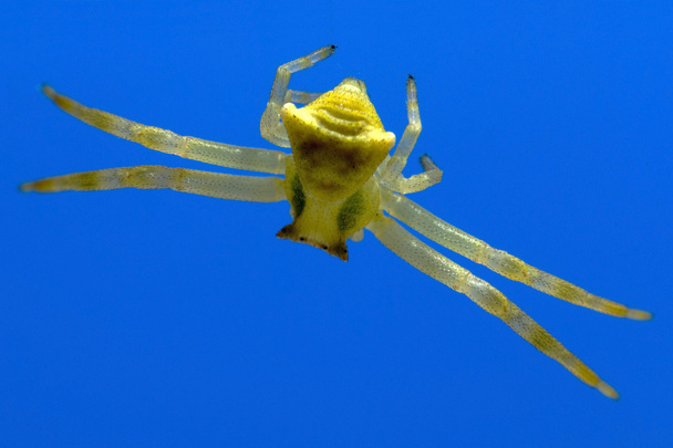 Желтый крабовый паук
 - Фото, изображение