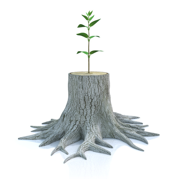 jonge boom zaailing groeien van oude stomp - Foto, afbeelding