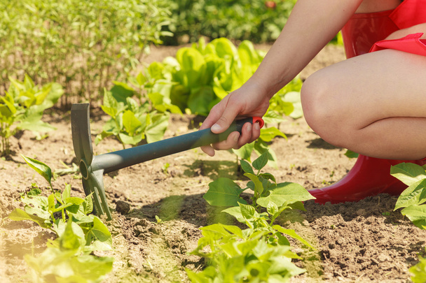 femme avec outil de jardinage travaillant dans le jardin
 - Photo, image