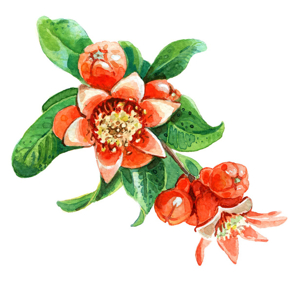 Pomegranate flower - Photo, Image