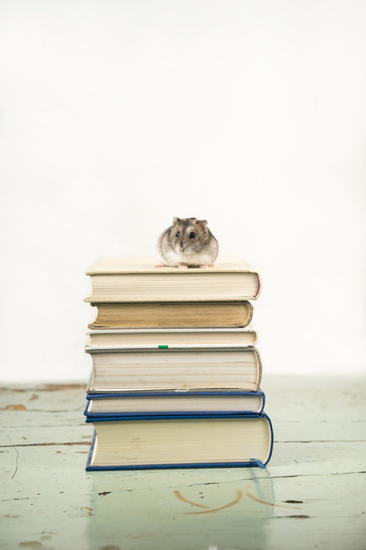 hamster staande op de boeken - Foto, afbeelding