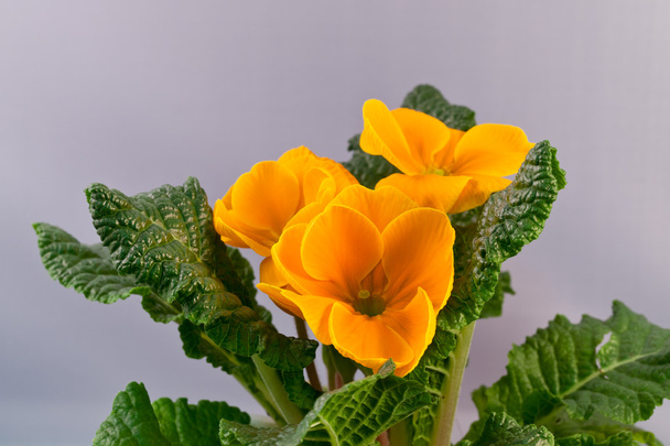 sárga kankalin - Fotó, kép