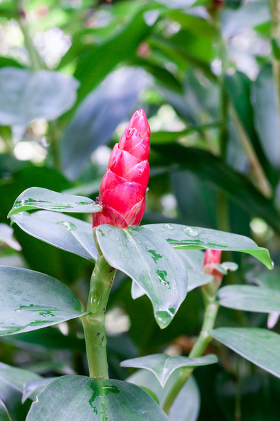Costus spicatus, also known as Spiked Spirlaflag Ginger or India - Photo, Image