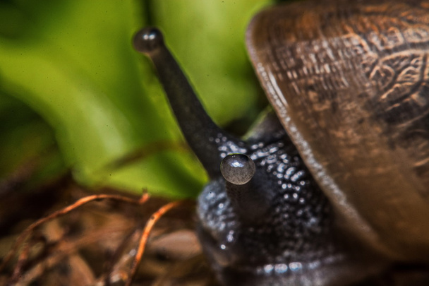 Macro, Close-up, snail in the garden beside the house. - Photo, Image