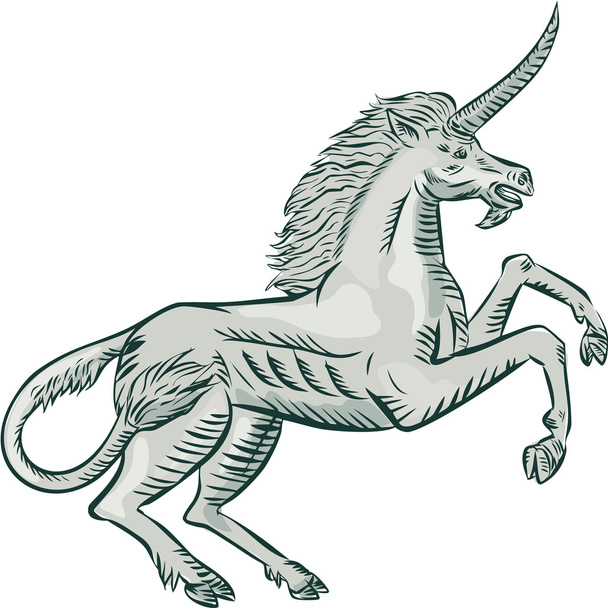 Unicorn paard steigerende kant etsen - Vector, afbeelding