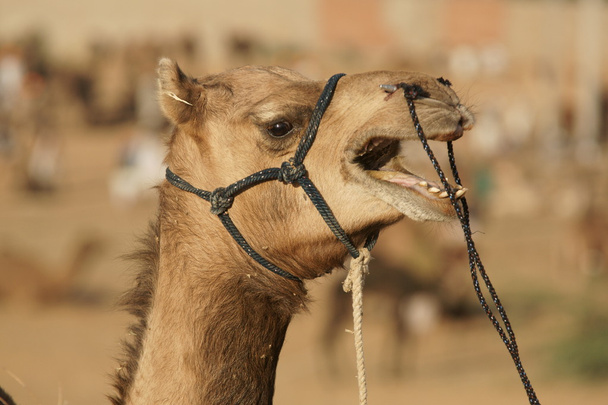 Kamelporträt - Foto, Bild