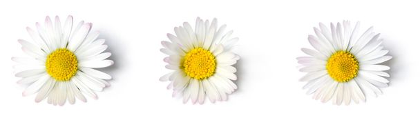 White daisies - Foto, afbeelding
