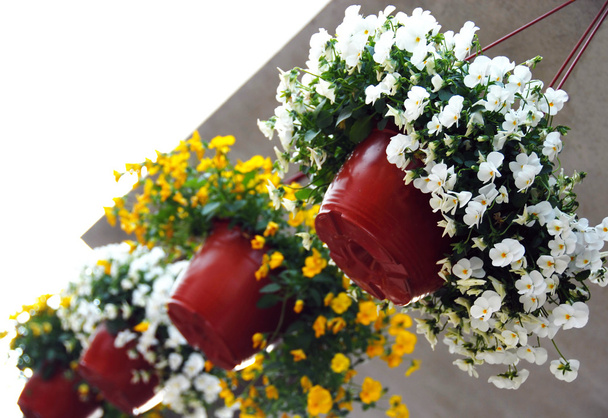 Hängende Blumentöpfe mit Viola - Foto, Bild