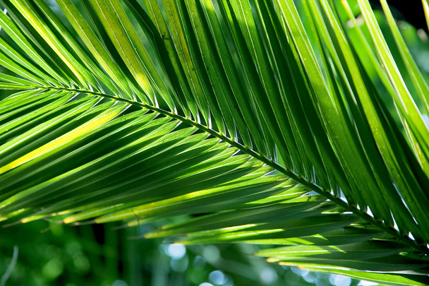 tropický palmový list - Fotografie, Obrázek