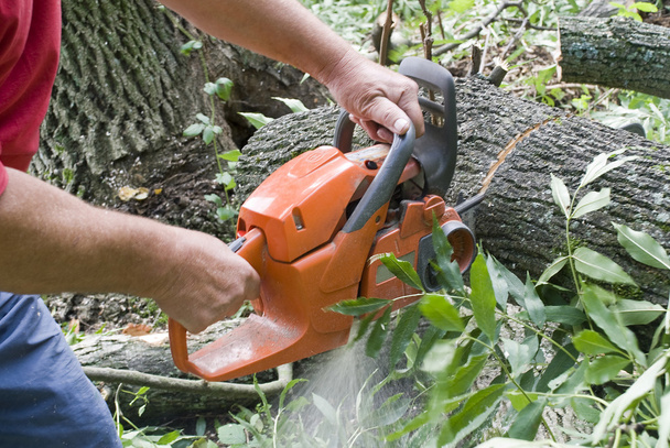 Cutting the tree - Photo, Image