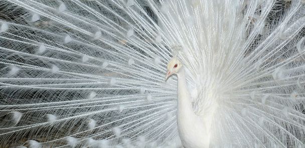 White peacock - Fotografie, Obrázek