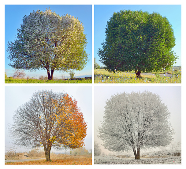 Un árbol solitario
 - Foto, Imagen