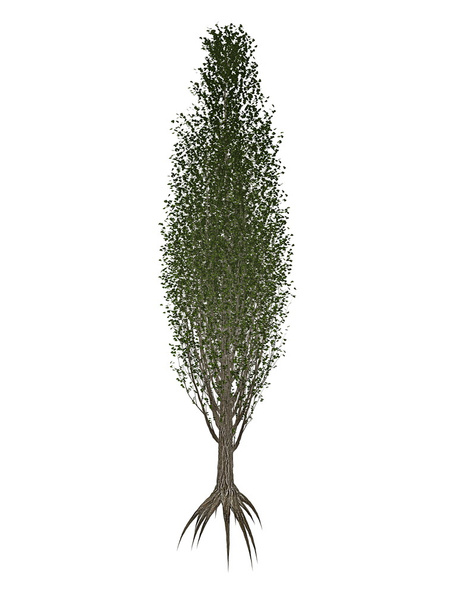 Álamo lombardo o negro, árbol populus nigra - 3D render
 - Foto, Imagen