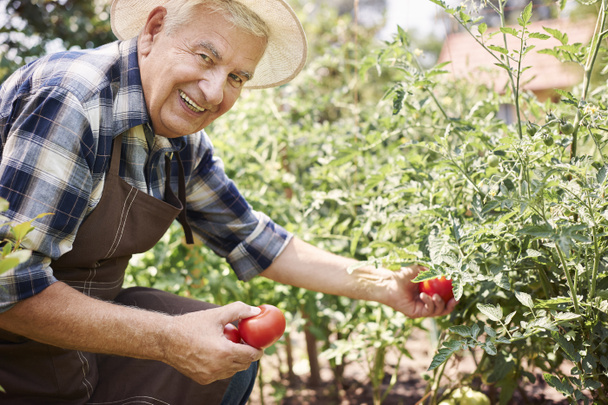 senior man with organic vegetables - Foto, Bild