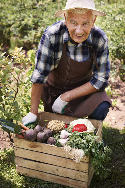 starší muž sběru Zeleninové plodiny - Fotografie, Obrázek