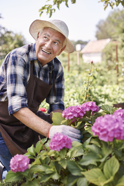 idősebb ember dolgozik a virágzó virágok - Fotó, kép