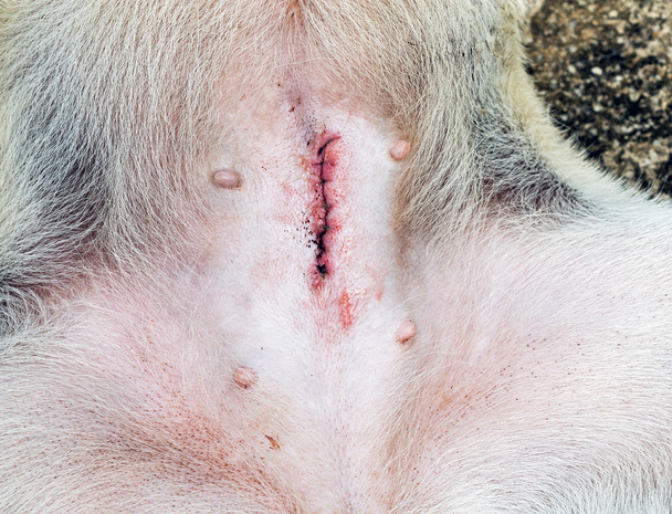 Herida después de esterilizar perro hembra
 - Foto, imagen