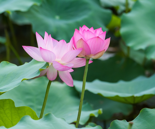 blooming lotus flower - Foto, Imagen