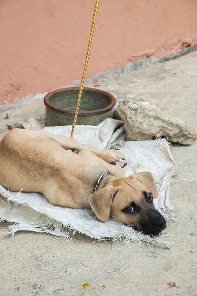 Бездомная собака лежит на земле
 - Фото, изображение
