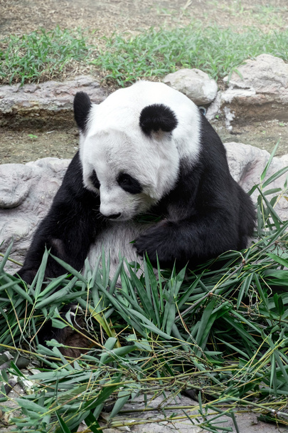 Precioso panda comiendo bambú
 - Foto, imagen
