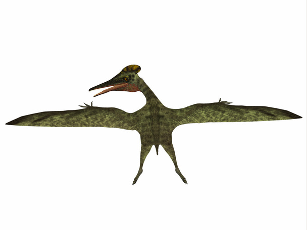 プテロダクティルス爬虫類の恐竜 - 写真・画像