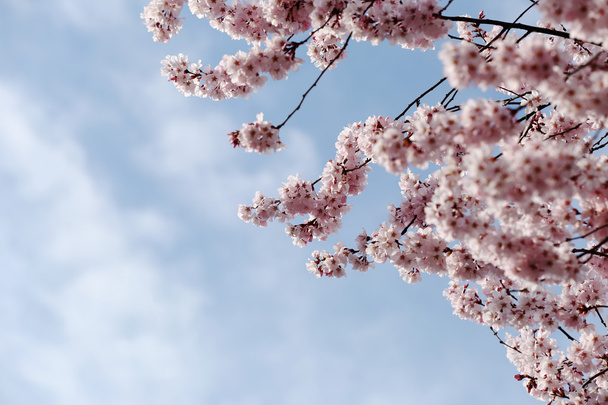 Sakura virág vagy cherry blossoms. - Fotó, kép