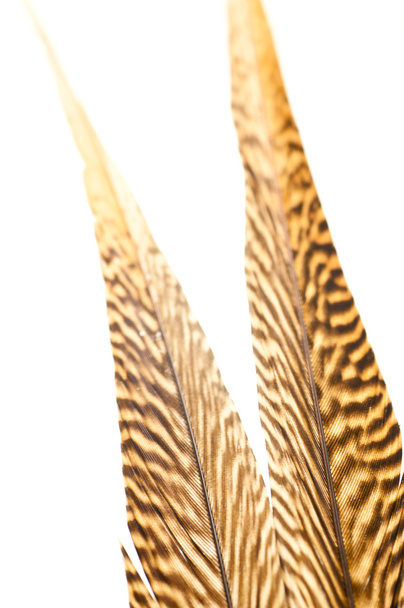 Penas de cauda faisão dourado de perto
 - Foto, Imagem