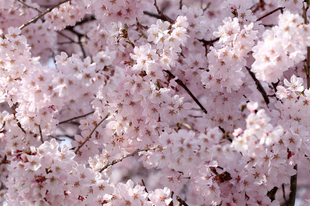Sakura bloem of cherry blossoms. - Foto, afbeelding