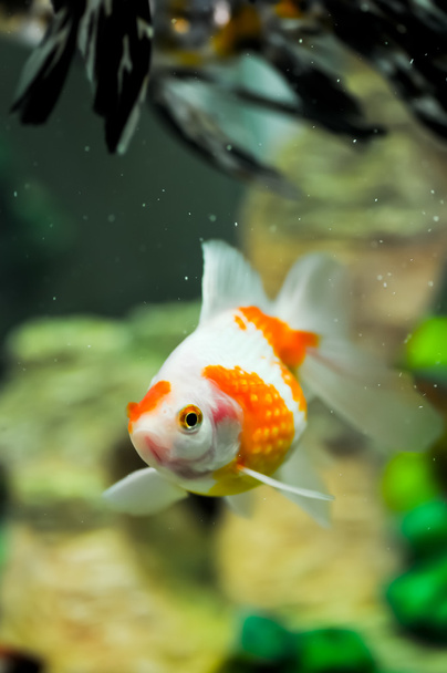 チンシュリン オランダ金魚 - 写真・画像