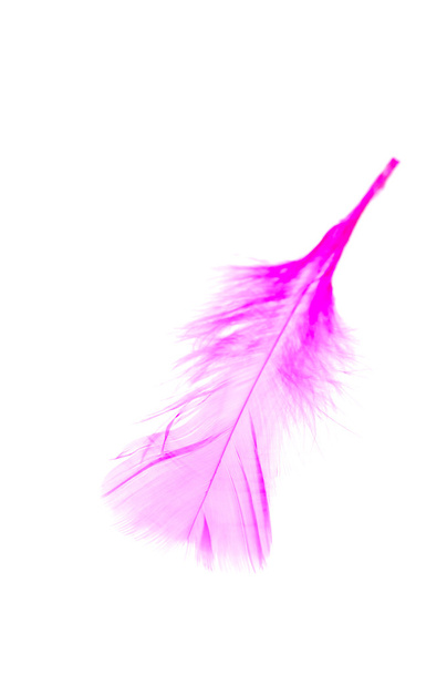 рожеве перо ізольоване на білому фоні
 - Фото, зображення