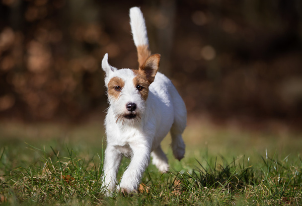 Purebred Jack Russell Terrier dog - Foto, Imagen
