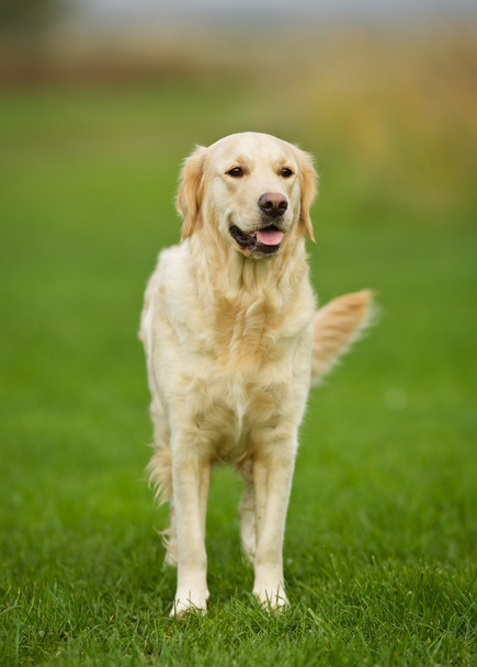 Golden retriever köpek güneşli - Fotoğraf, Görsel